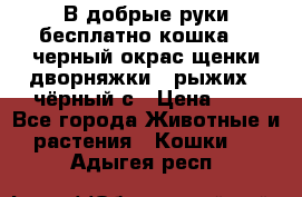 В добрые руки бесплатно,кошка,2.5черный окрас,щенки дворняжки,3 рыжих 1 чёрный,с › Цена ­ - - Все города Животные и растения » Кошки   . Адыгея респ.